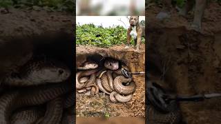 Download lagu Penemuan Sarang Ular king cobra #shortsvideo mp3 Download lagu Penemuan Sarang Ular king cobra #shortsvideo mp3