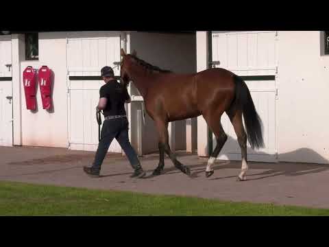 2022 Breeze Up - Lot 65 f. ECTOT x SPORTY DOLL