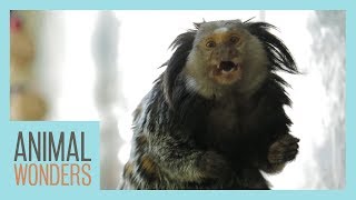 Mimi The Marmoset's Morning Routine by Animal Wonders