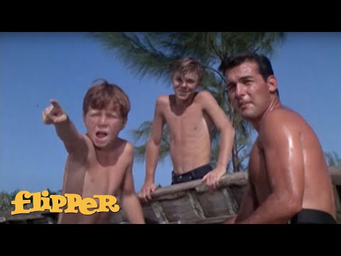 Flipper Helps Marine Biologist Stung By Scorpion Fish | Flipper