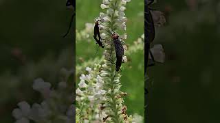 Florida&#39;s unloved love bugs