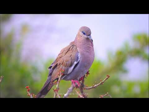 THE BEAUTIFUL SINGING OF THE KUKULI