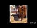Horse Breeding Ferrari Rancholosfernandez Viral Horse Mating Mating Vairalvideo