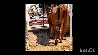 Download lagu Horse breeding #ferrari #rancholosfernandez#viral #horse mating#mating #vairalvideo mp3
