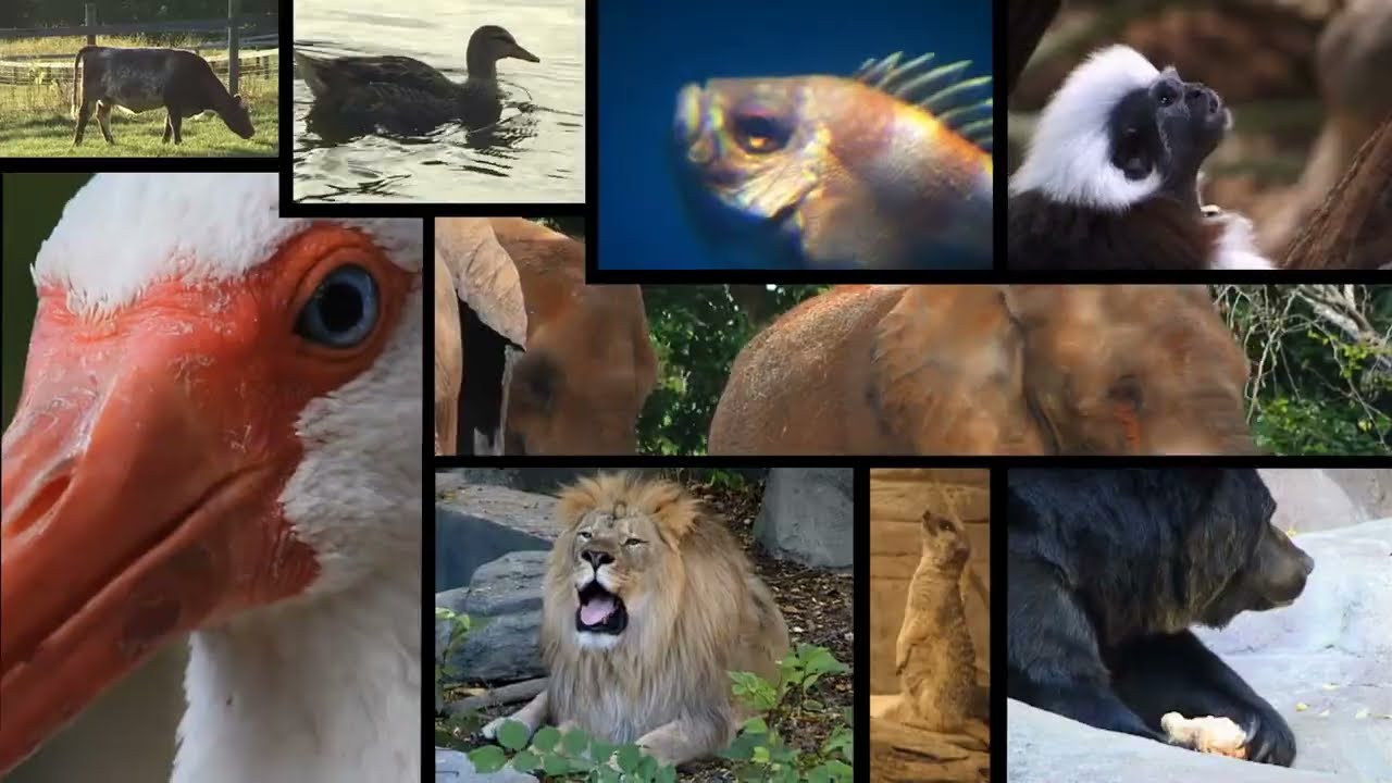 How AI Is Helping Save Endangered Species?