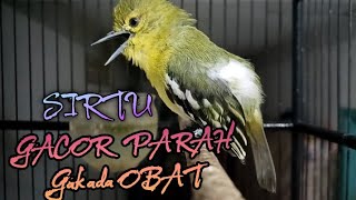 Download lagu Emosi!...Sirtu manapun pasti akan langsung ikut gacor dan Emosi setelah putar video ini. mp3 Download lagu Emosi!...Sirtu manapun pasti akan langsung ikut gacor dan Emosi setelah putar video ini. mp3