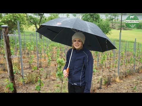 agriKULTUR: Stephanie - Spätfrost im Weinbau