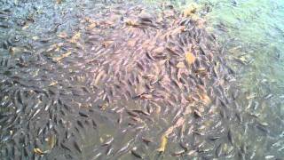preview picture of video 'Carp feeding frenzy Pymatuning Lake spillway.'