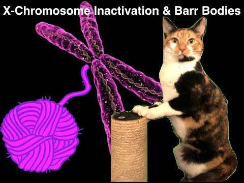 Genetics | X-chromosome Inactivation, Barr Bodies, and the Calico Cat