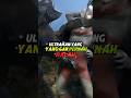 Ultraman Yang Gk Pernah Lose Streak Tokusatsu Ultraman Ultraman80