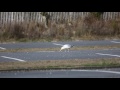 Herring Gull 20170217 A