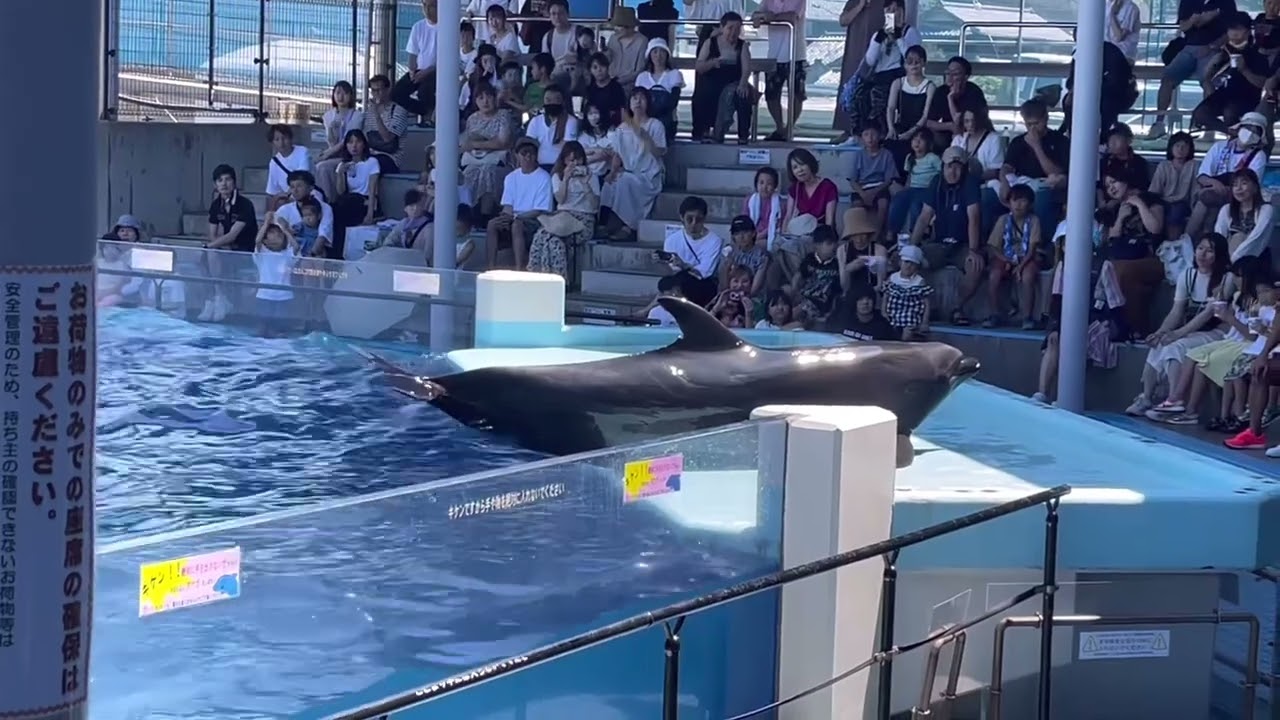 Summer in Japan | Trip to Echizen Acquarium Matsushima