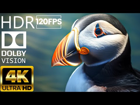 CUTE ATLANTIC PUFFINS IN 4K - 4K ANIMALS AND NATURE RELAXING VIDEOS - RELAX HUB