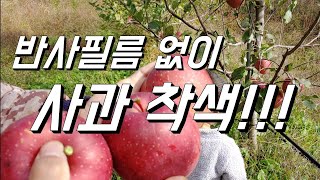 반사필름없이 착색 잘되는 사과. 실화입니까??? 미야비 4년차.