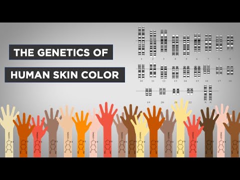 Evo-Ed: The Genetics of Human Skin Color