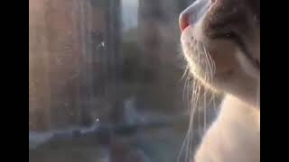 Download lagu Tuhan terserah padamu baim story wa mp3 Download lagu Tuhan terserah padamu baim story wa mp3