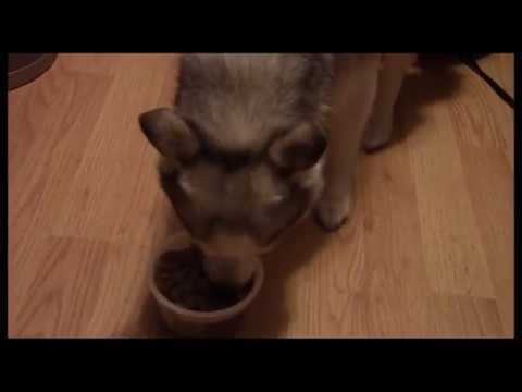 download lagu mp3 mp4 Freshpet Stews, download lagu Freshpet Stews gratis, unduh video klip Freshpet Stews