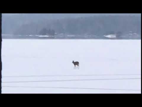 Peuran uhkarohkea järven ylitys