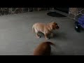 Mixed Breed dogs for sale: Jingles - Video 1