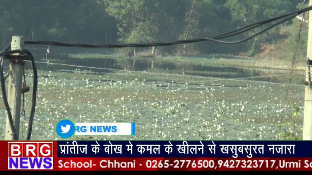 प्रांतीज के बोखमे कमल खिलने से खूबसूरत नजारा BRG NEWS