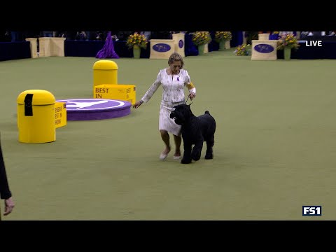 2025 Best In Show Full Event | Westminster Kennel Club