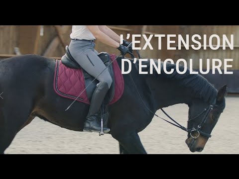 TUTO EQUITATION#2 🐴 - L'extension d'encolure