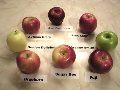 Apples 101 - About Honey Crisp Apples