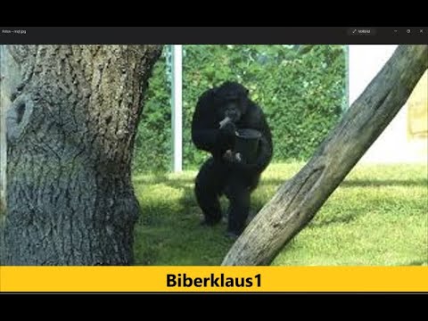 Schimpanse und der Aufrechte Gang   (Chimpanzee Zoo Augsburg)