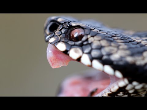 Vretenica obyčajná (Vipera berus) — terénne pozorovanie v Nórsku, severná populácia