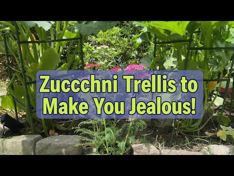 The Zucchini Trellis to Make You Jealous!!