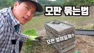 모내기 모판 묶는 방법 (모쟁이 초급 스킬)
