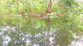 Download lagu Rawa ini konon dihuni ikan langka mp3 Download lagu Rawa ini konon dihuni ikan langka mp3