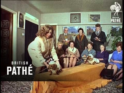 K-9 Fashion Aka Dog Fashions Beware - Other Colour Pics Share This Title (1965)