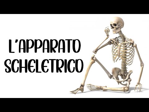 💀 L'APPARATO SCHELETRICO (Scheletro) 🦴 Ossa, Articolazioni, Legamenti e Cartilagini (Il Corpo Umano)