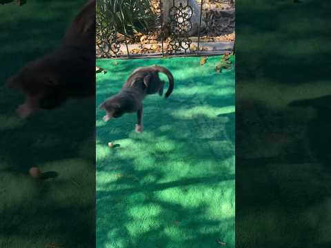 Собираем с Боней орехи #котики #cats #shorts