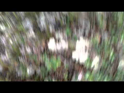 When Lemmings Attack!