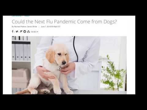 Чтение статьи Could the Next Flu Pandemic Come from Dogs