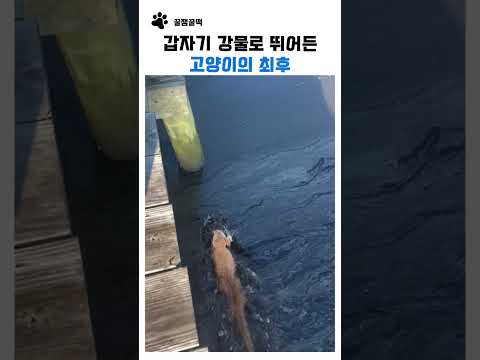 갑자기 강물로 뛰어든 고양이의 최후