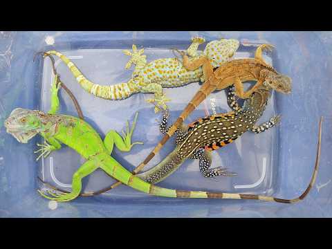 Catch beautiful iguana, beautiful lizard, scary gecko,giant gecko, rare lizard that are very amazing