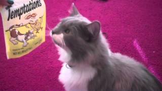 Temptations for Cats - Multimedia Commercial