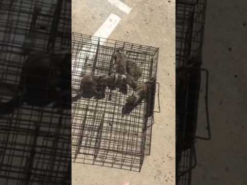 The SQUIRRELINATOR Squirrel Trap Is Awesome - Best Ground Squirrel Trap - Mousetrap Monday