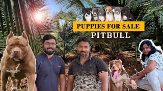 Pitbull Dogs for sale | Puppy for Sale | Dog Kennel visit | Prasanth 360