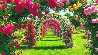 These Flower Garden Paths Look Unreal 🌸 Discover the Breathtaking Beauty of Real