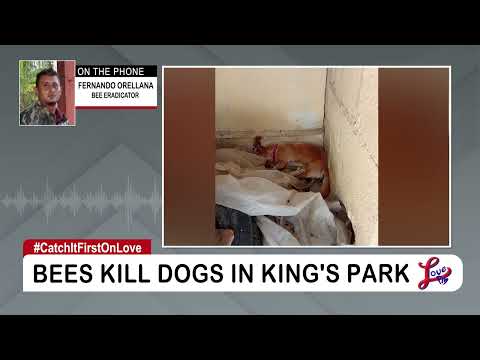Killer Bee Attack Leaves 6 Dogs Dead in Belize City PT 1