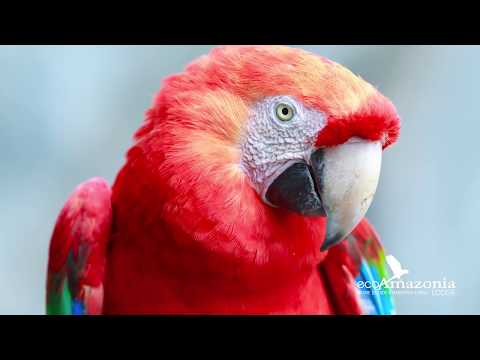 EcoAmazonia - Paraíso Amazónico - Tambopata , PERU