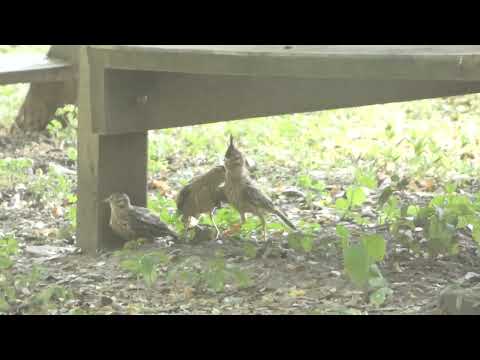 Lark-like Brushrunner, Coryphistera alaudina, Avia Terai, Chaco, Argentina, 8 Febr 2026 (1/3)