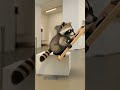 너구리도 반했다 Raccoon Fell In Love 부제 코믹 반전 Positive Twist