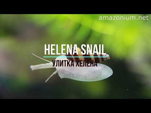 Watch Video on YouTube