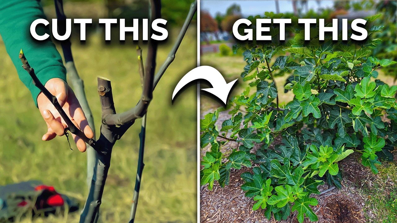How to Prune Fig Trees for BIG Harvests