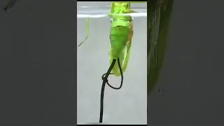 This worm controls the mantis from the inside! 😱#shorts